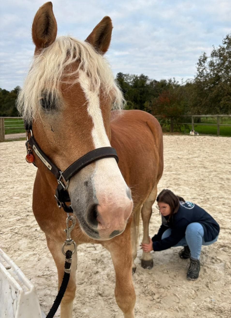 Cheval suivi en ostéopathie équine à Colmar et en Alsace