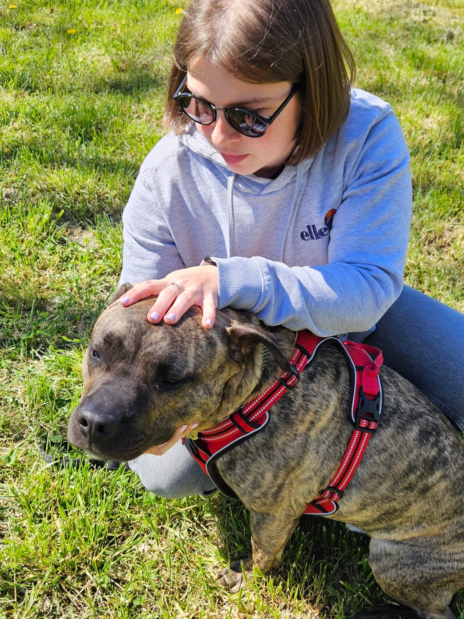 Chien suivi en ostéopathie animale à domicile à Colmar