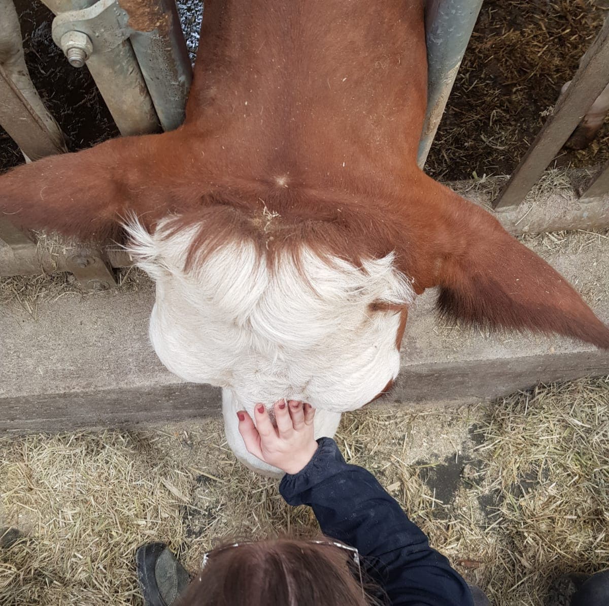 Vache suivie en ostéopathie bovine à la ferme près de Colmar